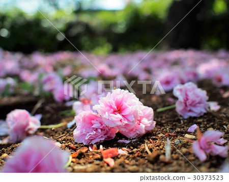 智慧女性 30373523