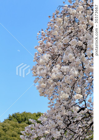 Cherry Blossoms Cherry Blossoms 30373667