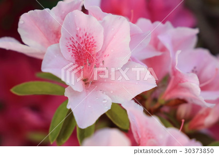 杜鵑花2 杜鵑花2 30373850