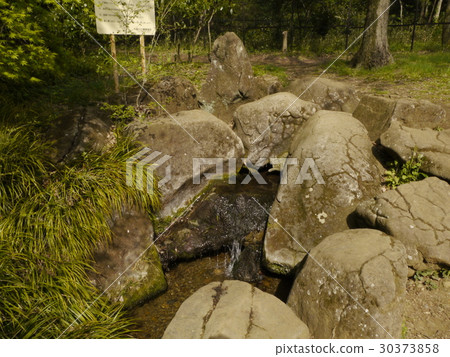 在東京57 Nogawa公園命名春天的春天 30373858