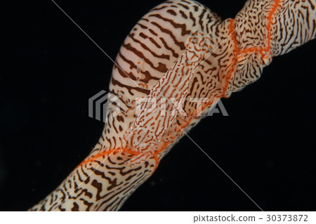 Ayatoli clown 30373872