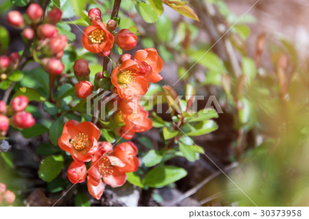 Beautiful flowering Japanese cherry Sakura 30373958