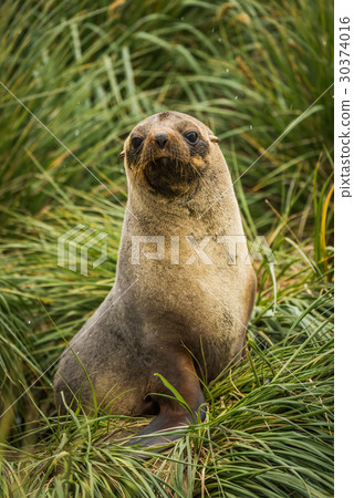 Antarctic fur seal seated in tussock grass Antarctic fur seal seated in tussock grass 30374016