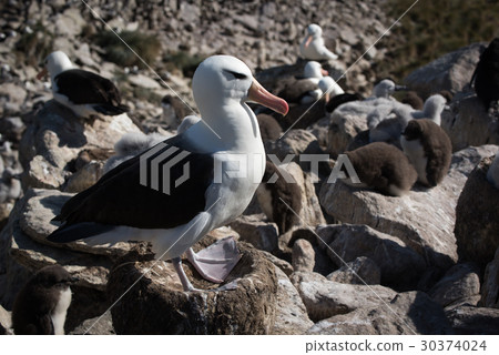 Black-browed albatross standing on nest in colony 30374024