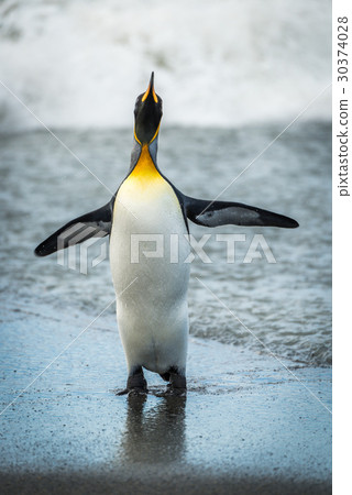 King penguin flapping flippers on wet beach 30374028