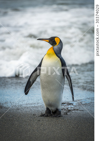 King penguin on beach with head turned King penguin on beach with head turned 30374029