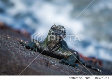 Marine iguana and several Sally Lightfoot crabs Marine iguana and several Sally Lightfoot crabs 30374034