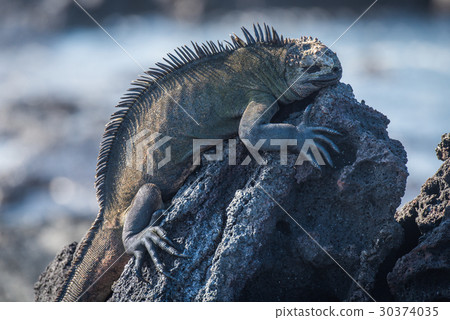 Marine iguana sleeping on black volcanic rock Marine iguana sleeping on black volcanic rock 30374035