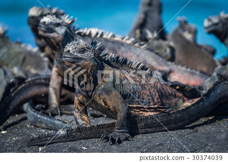 Several marine iguanas sunbathing on black rock Several marine iguanas sunbathing on black rock 30374039