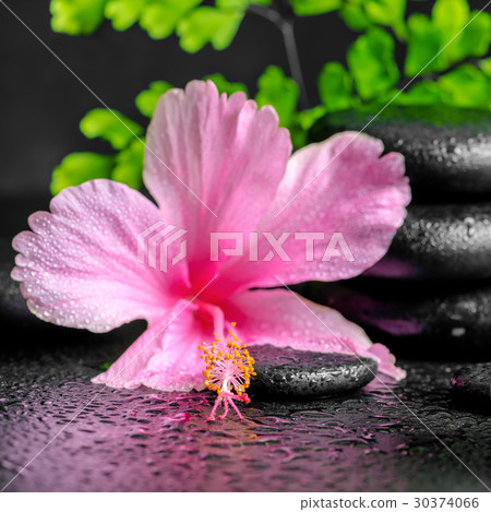 beautiful spa concept of pink hibiscus flower, beautiful spa concept of pink hibiscus flower, 30374066