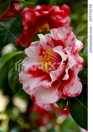 Camellia flower 30374238