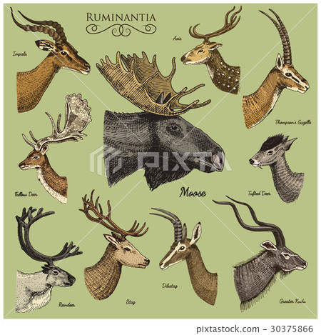 Big set of Horn, antlers Animals moose or elk with 30375866
