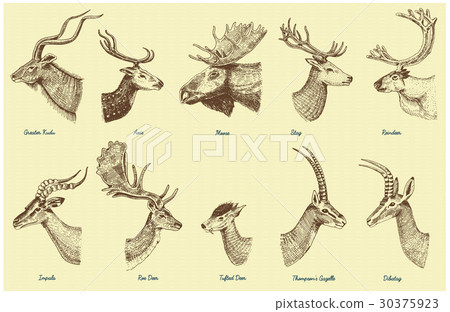 Big set of Horn, antlers Animals moose or elk with 30375923
