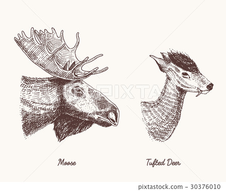 moose or eurasian elk, tufted deer vector hand moose or eurasian elk, tufted deer vector hand 30376010