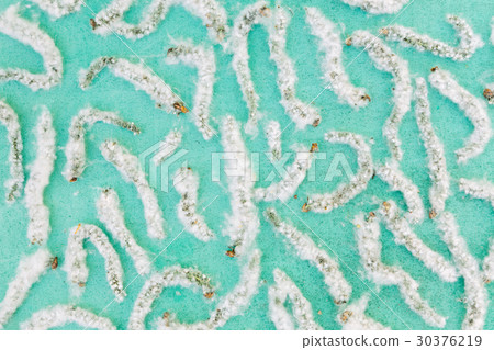 Poplar fluff on a turquoise background 30376219