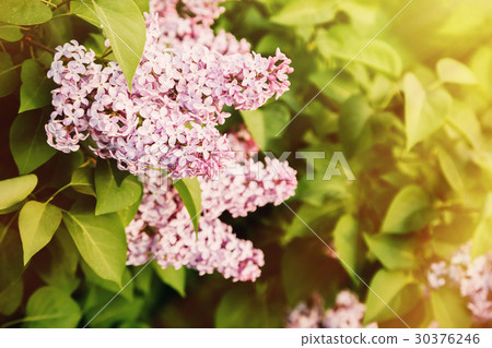 Pink lilac bush in sunset in spring 30376246