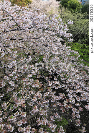 Park where cherry blossoms dance 30376536