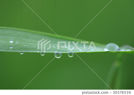 Grass leaves with morning dew 30376539