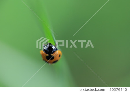 瓢蟲緊貼著草 30376540