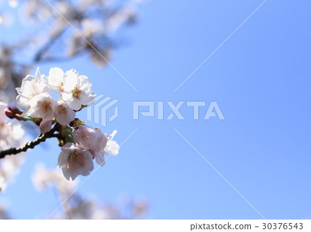 櫻花 30376543