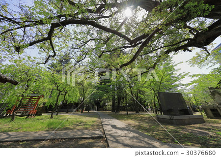 Inside the precincts of a shrine with fresh green 30376680