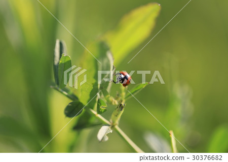 Ladybirds climbing the grass 30376682