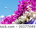Purple orchids,Violet orchids,White orchids,Orchid 30377049