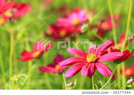 玻斯菊 玻斯菊 30377344