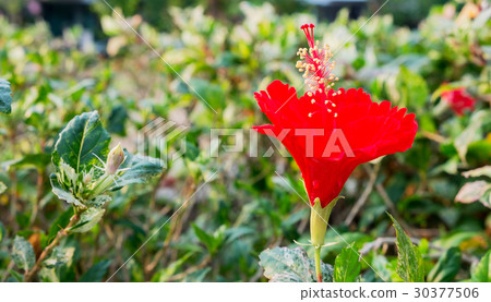The red hibiscus flower 30377506