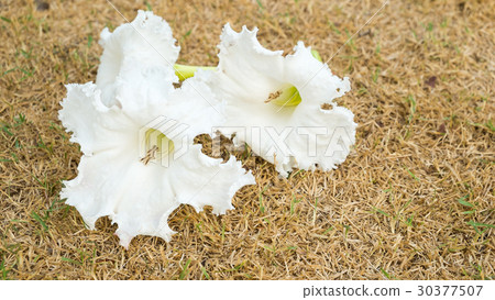 White flowers on lawn White flowers on lawn 30377507