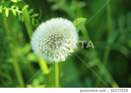 蒲公英絨毛 蒲公英絨毛 30377839