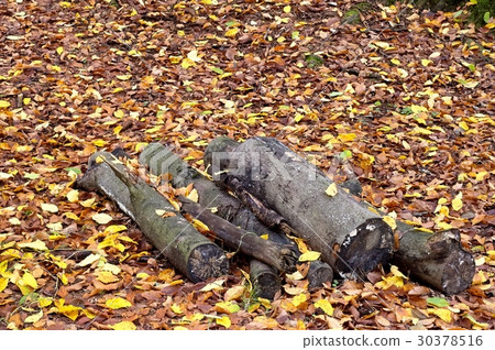 pieces of wood pieces of wood 30378516