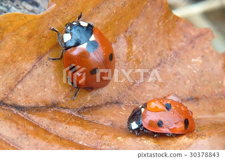 Ladybird Ladybird 30378843