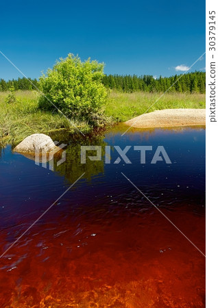 Summer meadow 30379145