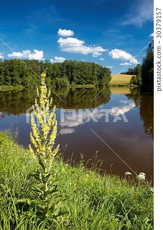 Summer pond Summer pond 30379157