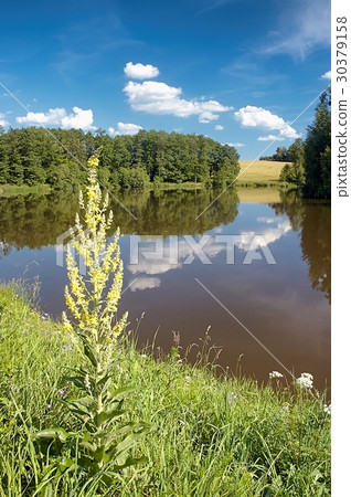 Summer pond Summer pond 30379158