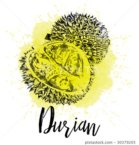 Vector illustration, Musang king Durian 30379205