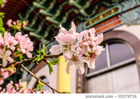 淡水 天元宮 花季 櫻花 廟寺 廟宇 廟 門口 淡水 天元宮 花季 櫻花 廟寺 廟宇 廟 門口 30379716