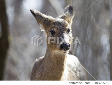Beautiful image with a wild deer in the forest Beautiful image with a wild deer in the forest 30379789