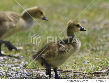 Beautiful image with a family of Canada geese 30379824