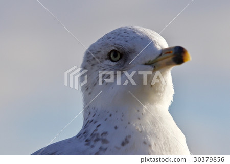 Beautiful isolated picture with a cute funny gull 30379856