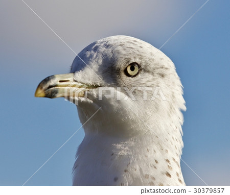 Amazing portrait of a cute beautiful gull Amazing portrait of a cute beautiful gull 30379857