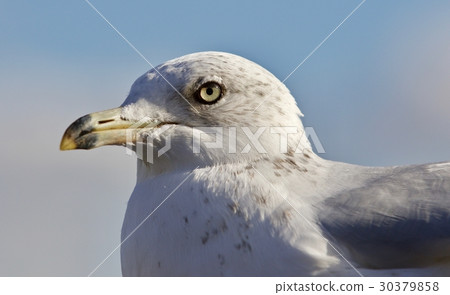 Beautiful isolated picture of a gull and a sky Beautiful isolated picture of a gull and a sky 30379858