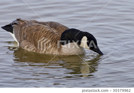 Beautiful isolated photo with a cute Canada goose Beautiful isolated photo with a cute Canada goose 30379962