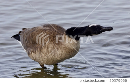Beautiful isolated photo of a funny Canada goose 30379966
