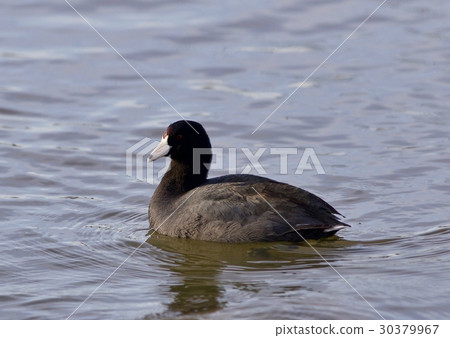 Beautiful image with amazing american coot 30379967