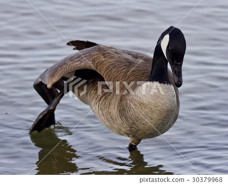 Beautiful isolated picture with a Canada goose Beautiful isolated picture with a Canada goose 30379968
