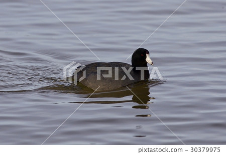 Beautiful image with amazing american coot 30379975