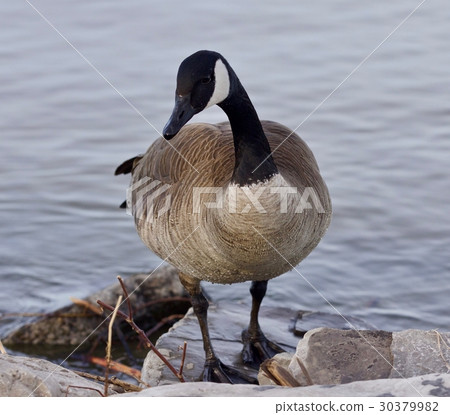 Beautiful isolated image with a cute Canada goose 30379982