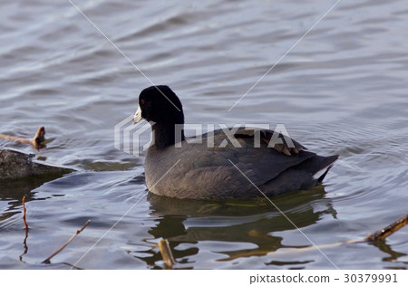 Beautiful image with amazing american coot 30379991